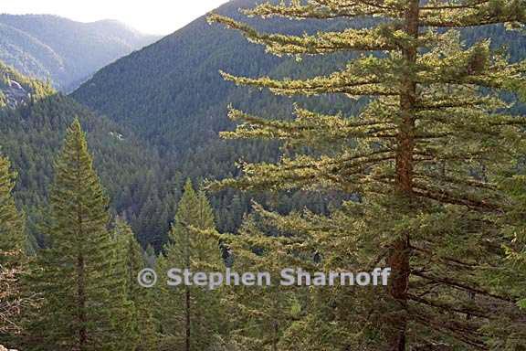 opal creek forest 1 graphic